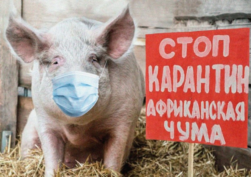 Большое свинство